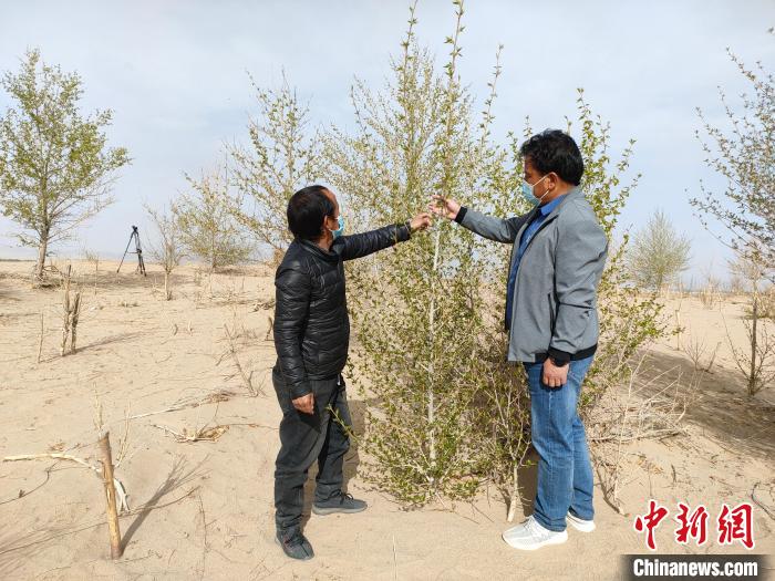 柴達木盆地的護林員：守護，只為那一片綠