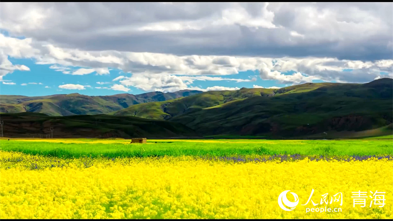 油菜花海。人民網(wǎng) 張皓芃攝
