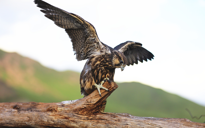 獵隼。江文江措攝