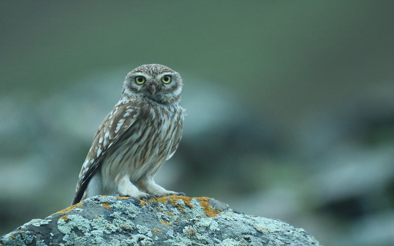 縱紋腹小鸮。江文江措攝