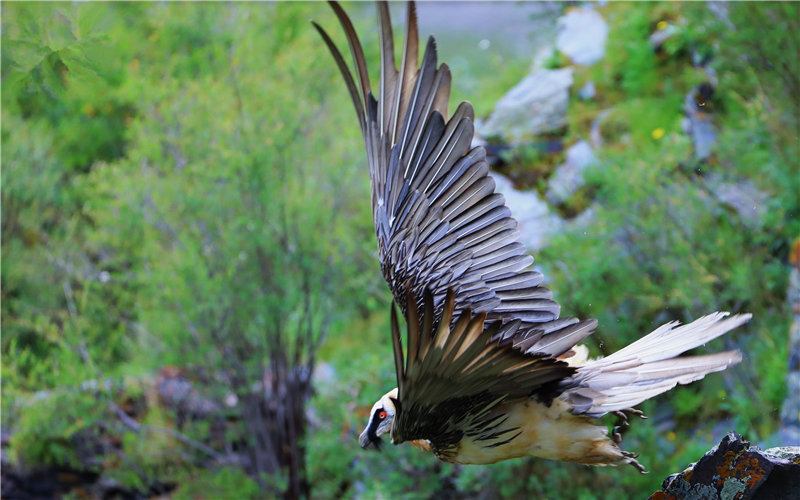 胡兀鷲。江文江措攝