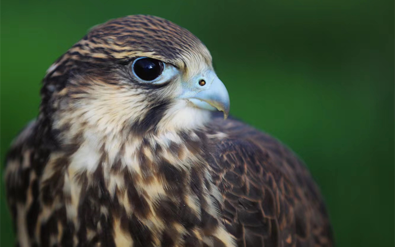 獵隼。江文江措攝