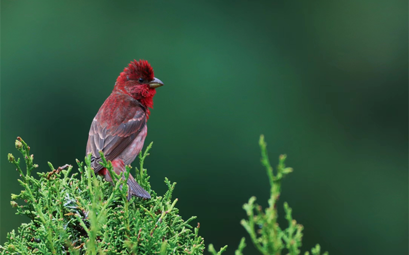 普通朱雀。江文江措攝