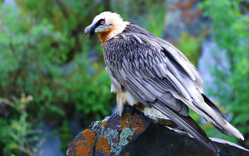 胡兀鷲。江文江措攝