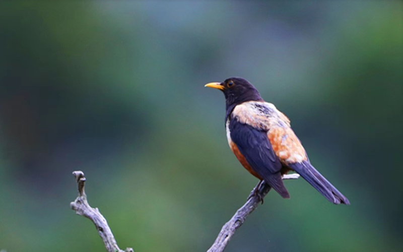 棕背黑頭鶇。江文江措攝