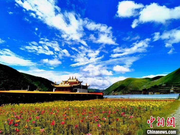 近百畝百合花競相開放，景色誘人。　壤塘縣委宣傳部供圖