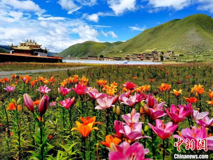 近百畝百合花競相開放，景色誘人。　壤塘縣委宣傳部供圖