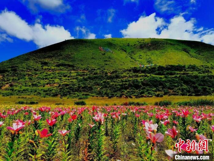 近百畝百合花競相開放，景色誘人。　壤塘縣委宣傳部供圖