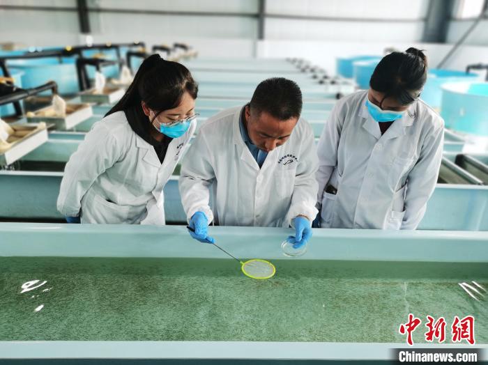 圖為工作人員檢查魚苗?！?zhí)砀?攝