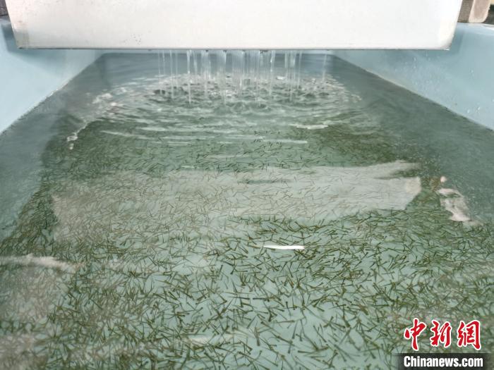 圖為正在育苗。　張?zhí)砀?攝