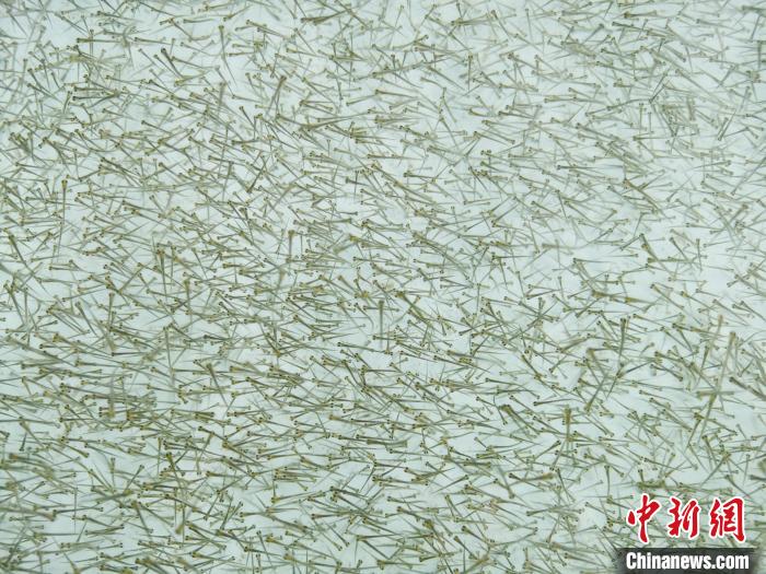 圖為密集培育的魚苗。　張?zhí)砀?攝