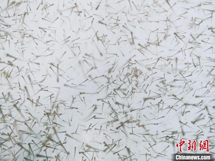 圖為魚苗?！?zhí)砀?攝
