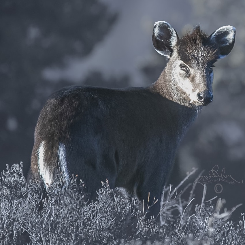 毛冠鹿。涼山州委宣傳部供圖