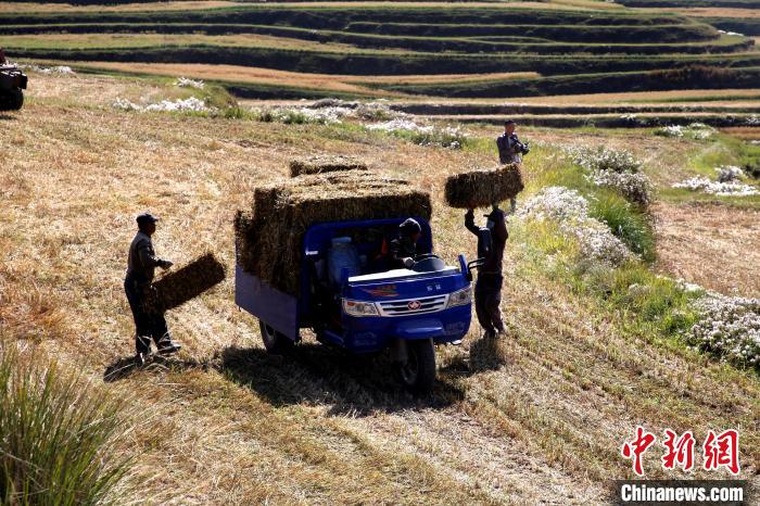 圖為飼草晾曬、打捆?！●R芝芬 攝