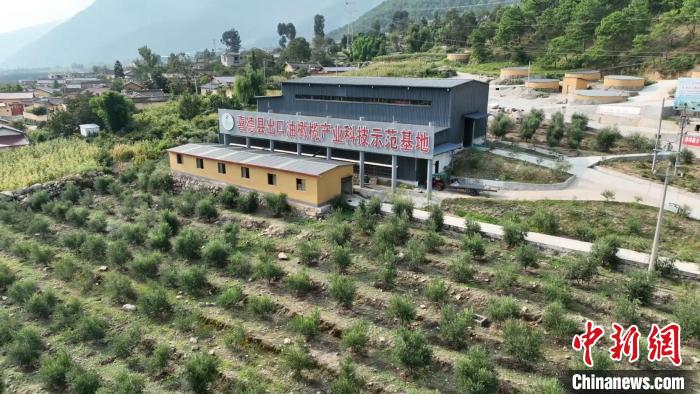 伍合村的油橄欖種植基地?！「呒午?攝