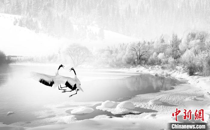 圖為焦生福的作品《鶴嬉雪林》?！∏嗪Ｊ∑钸B山自然保護協(xié)會供圖