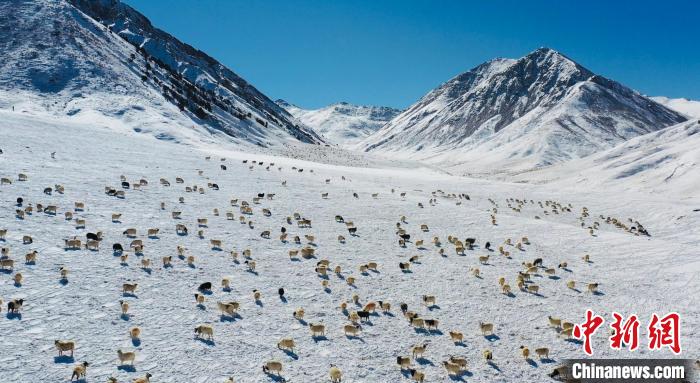 圖為羊群在雪地里覓食?！《继m縣融媒體中心供圖