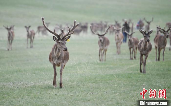 2022年夏日時節(jié)，甘肅張掖市肅南縣祁連山下的馬鹿養(yǎng)殖基地。(資料圖) 楊艷敏 攝