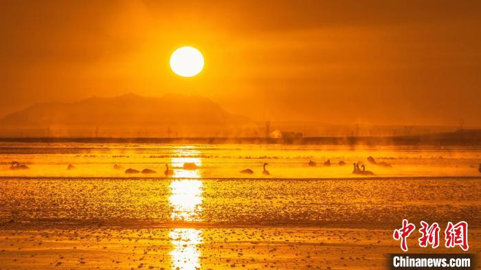 圖為天鵝群在湖中休憩?！『螁⒔?攝