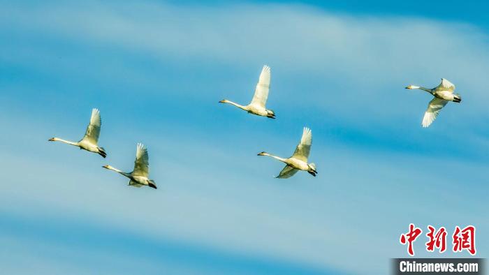 圖為天鵝在空中飛翔?！『螁⒔?攝