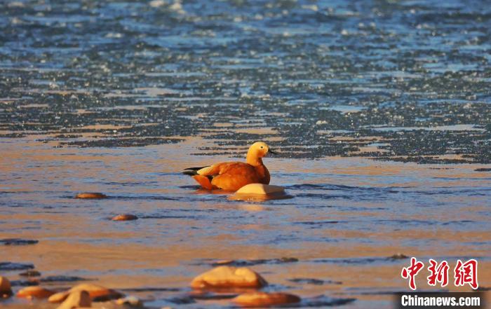 圖為赤麻鴨自在游曳?！“兹斩〔冀?攝