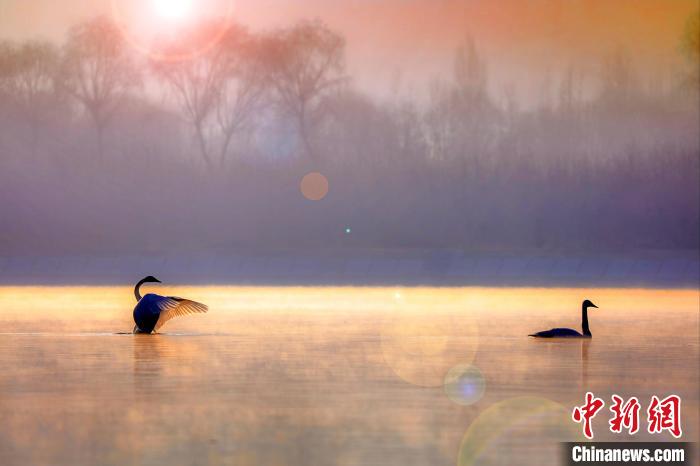 圖為天鵝在湖面嬉戲?！◇泱憔?攝