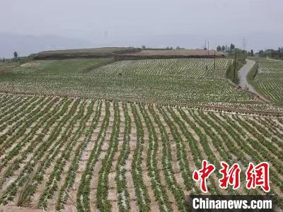 青海：涉農領域多項研究成果獲殊榮