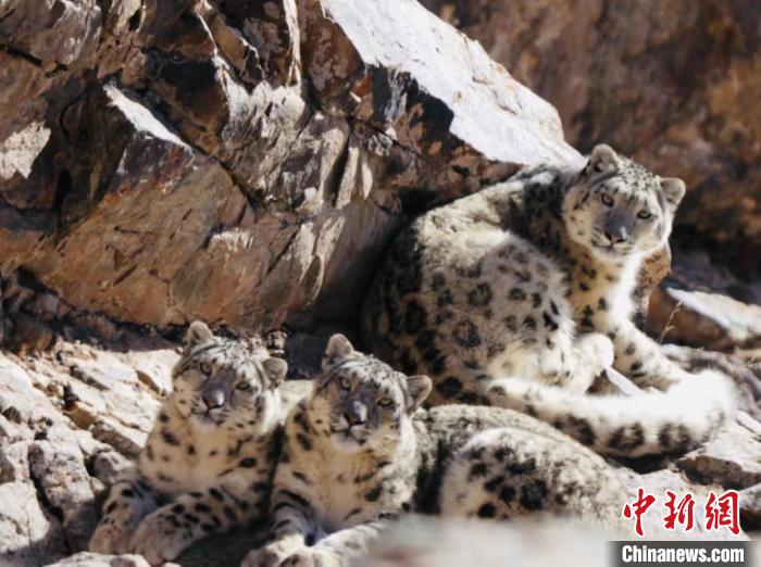 青海都蘭：雪豹、兔猻等多種珍稀野生動物亮相