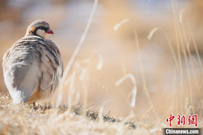 圖為都蘭縣境內(nèi)的鳥類?！±?攝