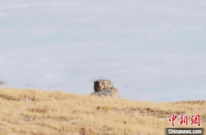 圖為回頭張望的兔猻?！±?攝