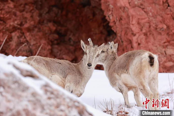 圖為在雪中悠然自得的巖羊?！“兹斩〔冀?攝