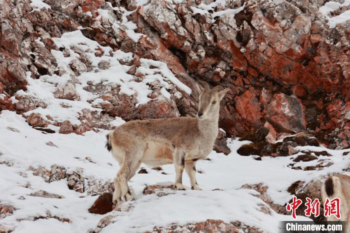 圖為在雪中悠然自得的巖羊?！“兹斩〔冀?攝