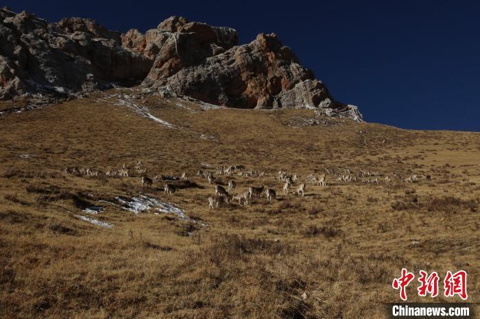 圖為巖羊群。　白日丁布江才 攝