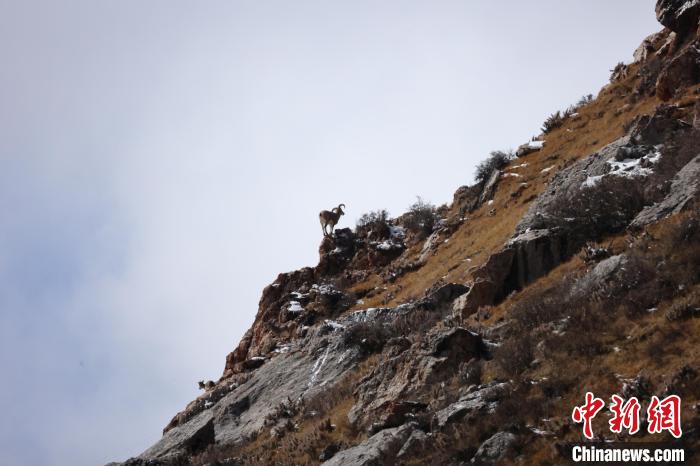 圖為在山崖上站立的巖羊?！“兹斩〔冀?攝