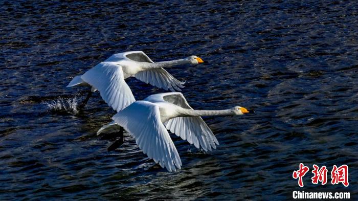 圖為兩只大天鵝?！?yán)桉 攝