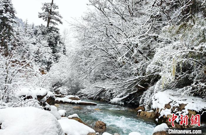 大熊貓國家公園王朗片區(qū)春雪如畫，宛若仙境?！×_春平 攝