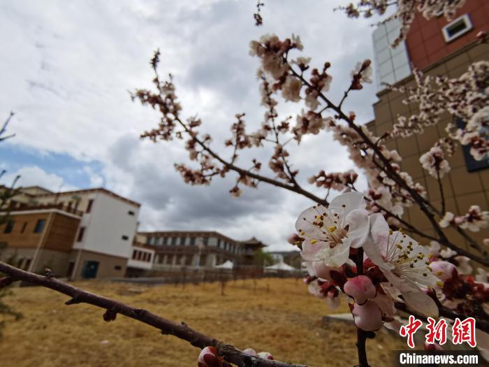 青海：初春遇降雪，百里不同“風(fēng)”