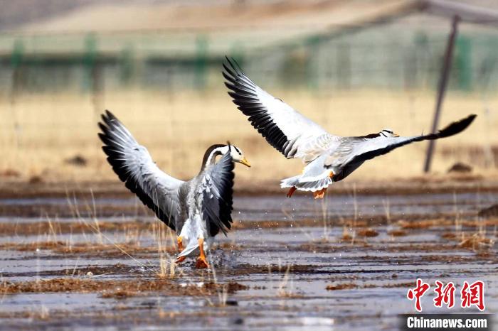 圖為斑頭雁嬉戲飛翔?！“?攝