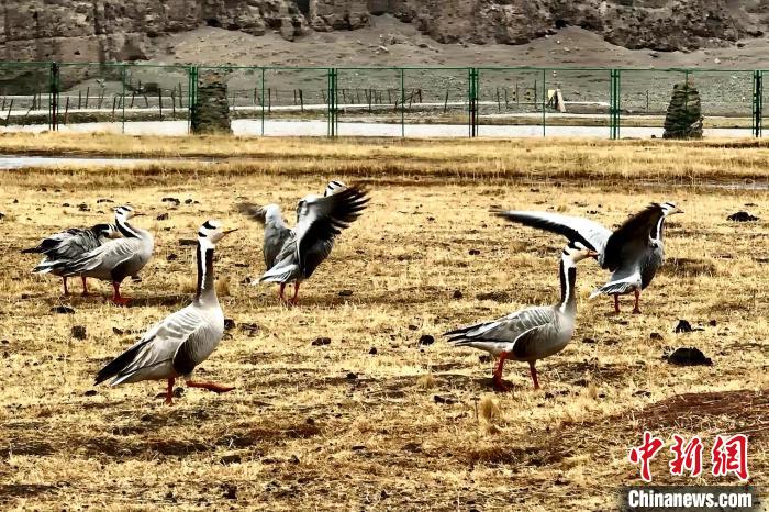 圖為斑頭雁?！“?攝