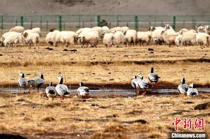 圖為羊群邊的成群斑頭雁。　包雷 攝