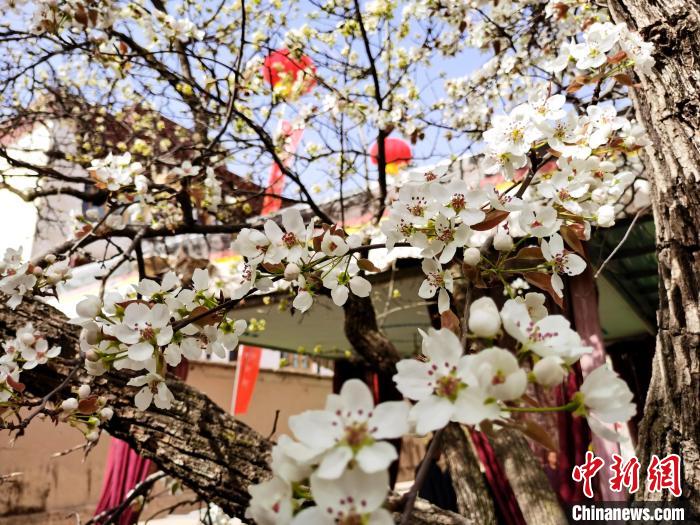 青海尖扎噶達(dá)莊園：百年“后花園”梨花盛開(kāi)，舉目皆春色