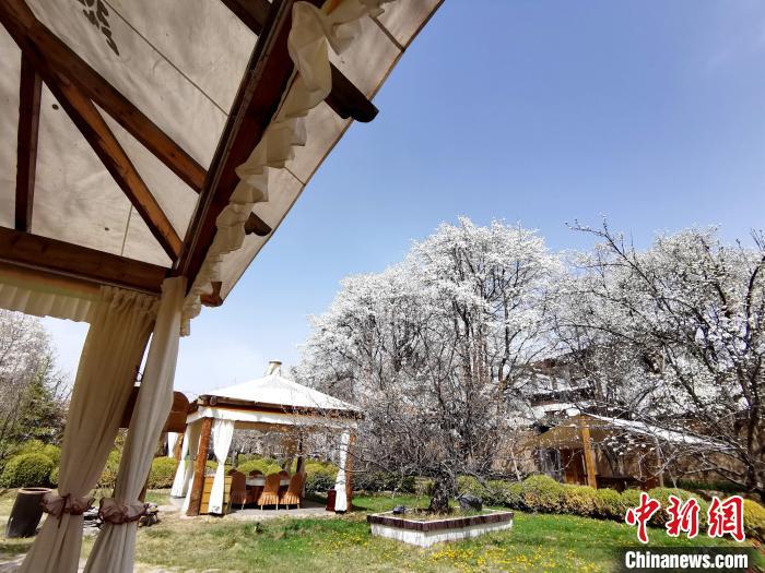 圖為梨花?！?zhí)砀?攝