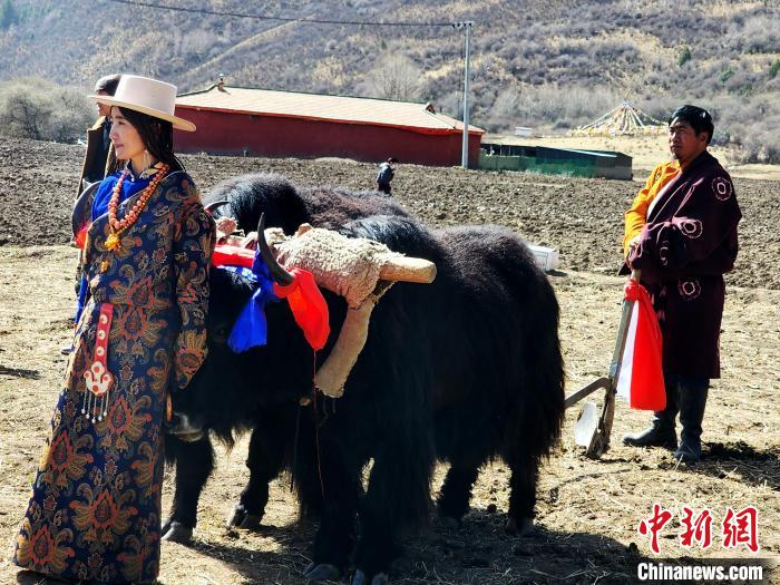 圖為藏族民眾牽著耕牛參加春耕儀式?！⊥觖惿?供圖