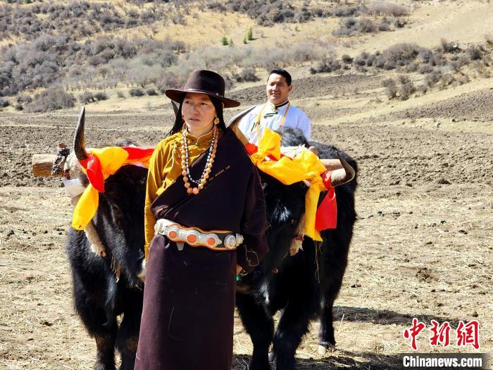 圖為藏族民眾牽著耕牛參加春耕儀式?！⊥觖惿?供圖