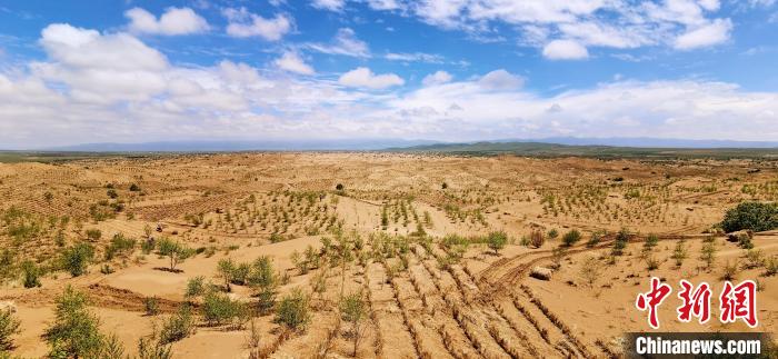 資料圖為貴南縣黃沙頭的防沙治沙草方格?！∑钤鲚?攝