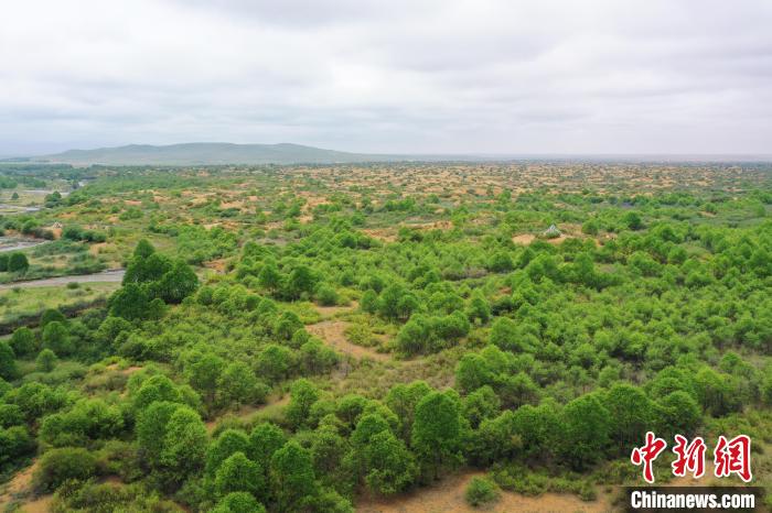 資料圖為航拍黃沙頭防沙治沙區(qū)植被?！∑钤鲚?攝