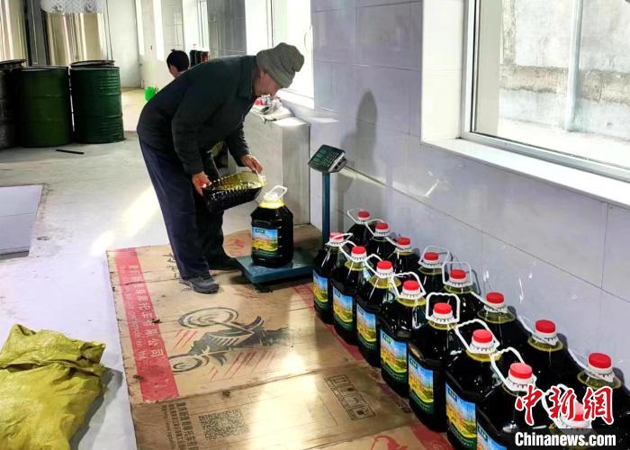 圖為高原油菜籽榨出的菜籽油?！埖么?攝