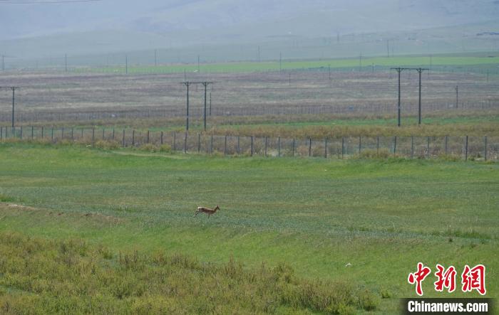 圖為一只普氏原羚在草場上奔跑?！●R銘言 攝
