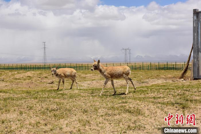 圖為可可西里國家級自然保護區(qū)內(nèi)的藏羚羊?！埢⒖?攝