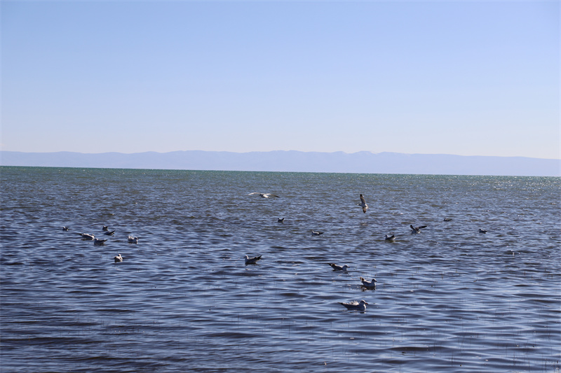青海湖北岸仙女灣。才旦桑吾攝
